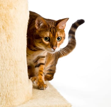 Golden colored bengal cat creeping around the side of wool covered climbing frame and peeping at the camera
