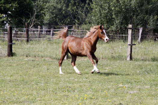 Galloping Arabian in a pasture
