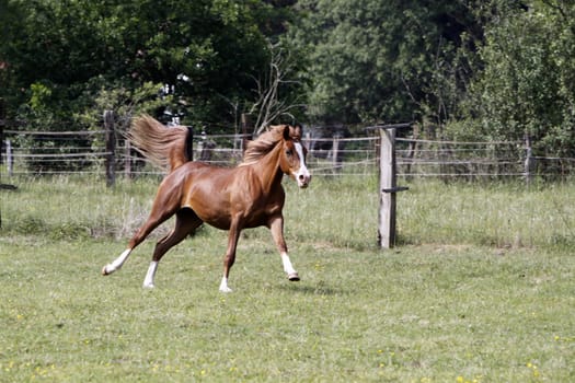 Galloping Arabian in a pasture