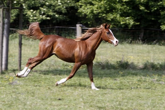 Galloping Arabian in a pasture