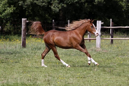 Galloping Arabian in a pasture
