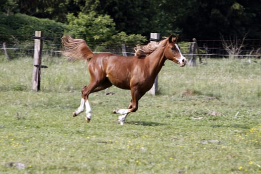 Galloping Arabian in a pasture