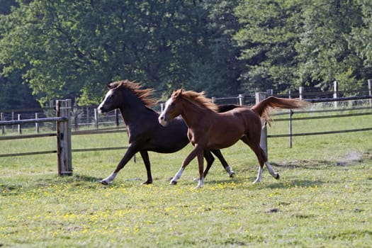 Galloping Arabian in a pasture