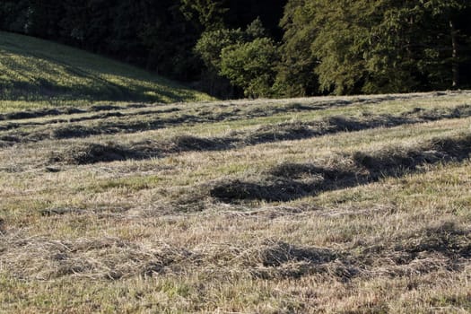 Haymaking
