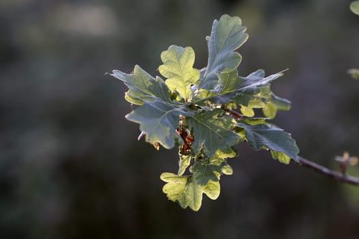 Young oak leaves backlit