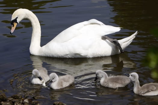 Mute swan with chicks