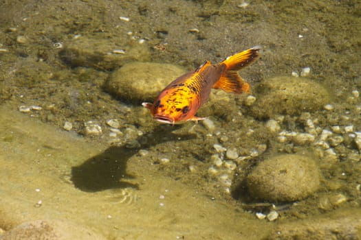 Koi