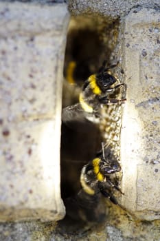 Bumblebees at a nest entrance in a wall