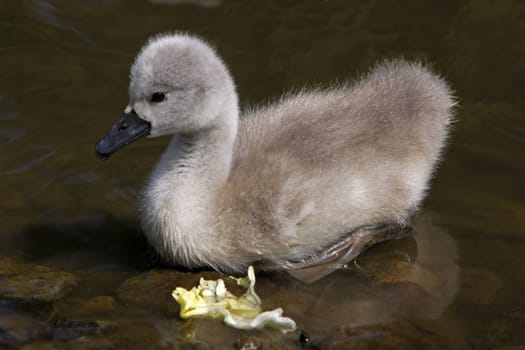 Mute Swan Chick
