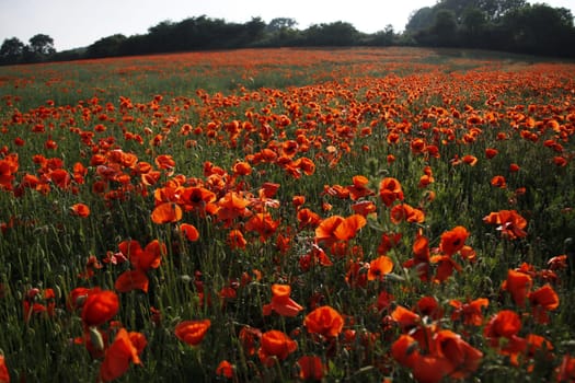 Poppy Field