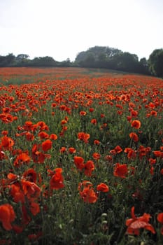 Poppy Field