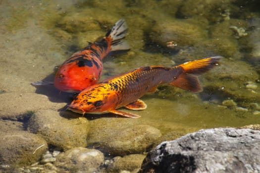 Koi