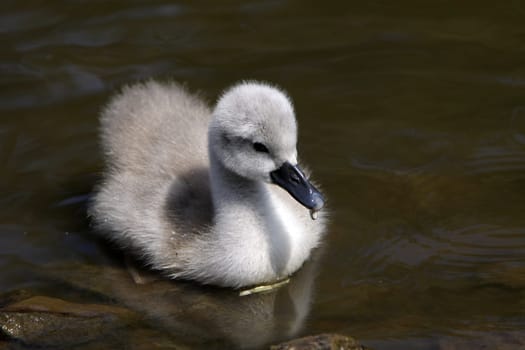 Mute Swan Chick