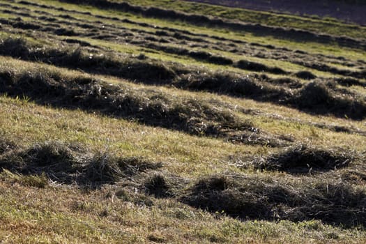 Haymaking