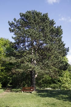 Black pine with bench