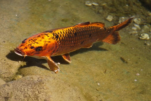 Koi