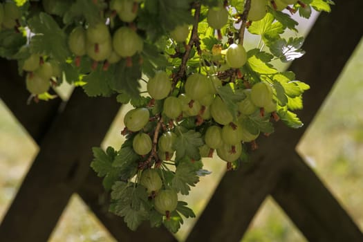 Gooseberries