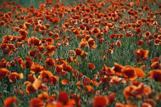 Poppy Field
