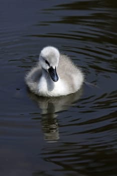 Mute Swan Chick