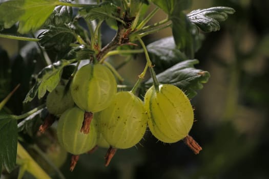 Gooseberries