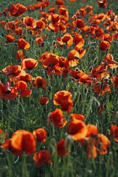 Poppy Field