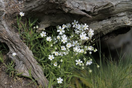 Chickweed