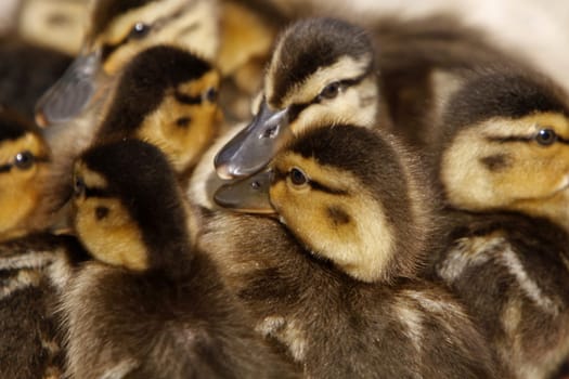 Duckling