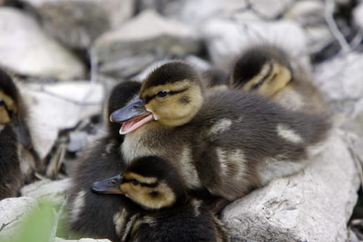 Duckling