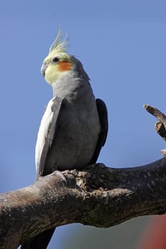 Grey cockatiel