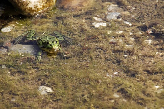 Common water frog