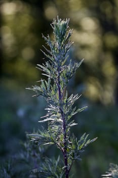 Common mugwort