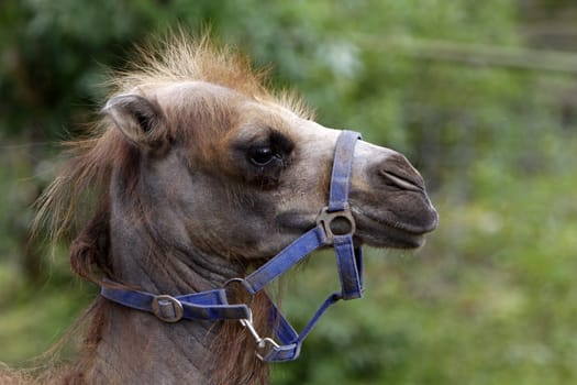 Young Bactrian with blue halter