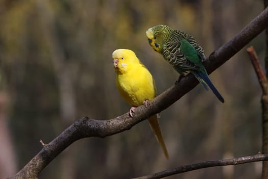 Budgerigar
