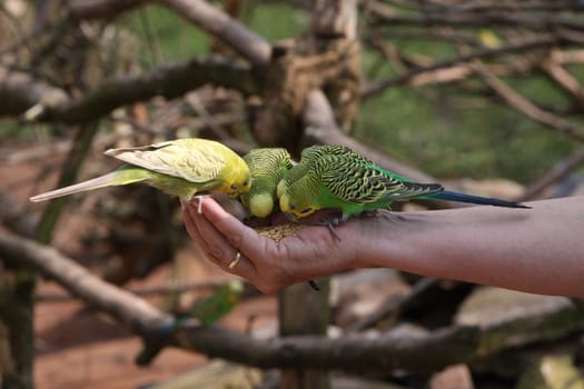 Budgie feeding