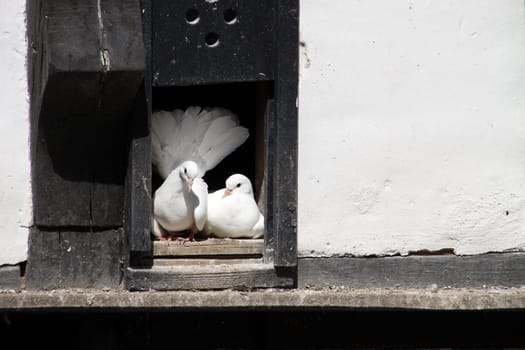 Dovecote