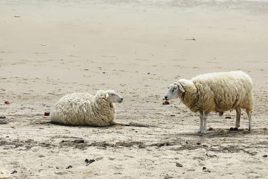 Beach sheep