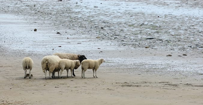 Beach sheep