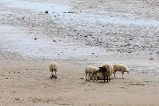 Beach sheep