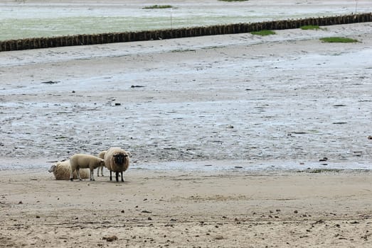 Beach sheep