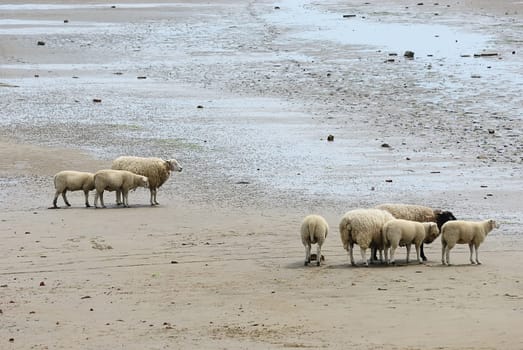 Beach sheep