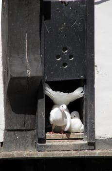 Dovecote