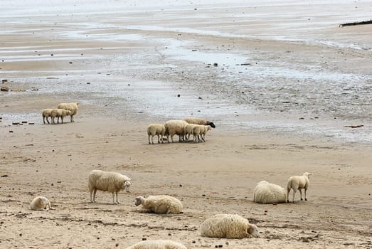 Beach sheep