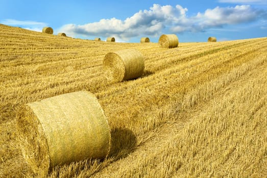 Open farmland after harvest in warm sunlight