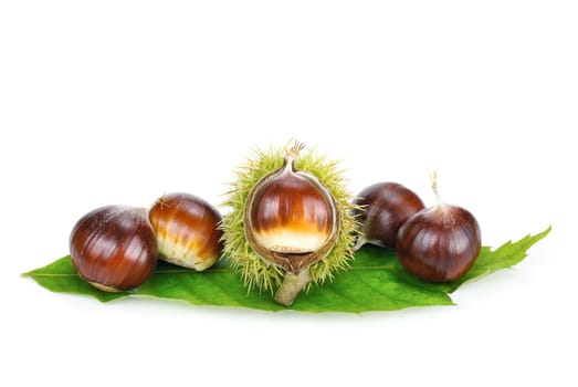 Studio shot of five fresh chestnuts on a green chestnut leaf