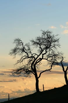 Evening