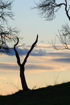 Evening
