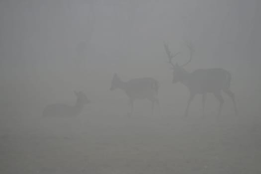 Deer in the fog