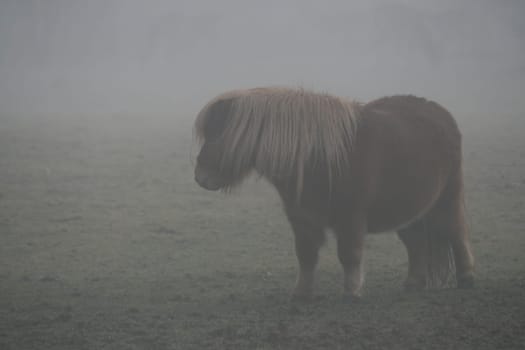 Pony in the fog