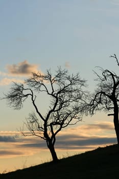 Evening