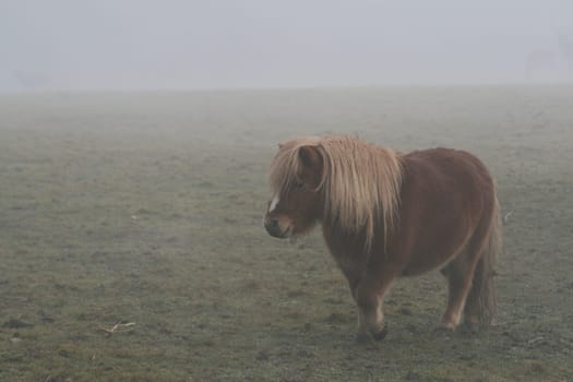 Pony in the fog